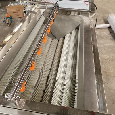 ligne de transformation de légume de joint de bulle de machine d'épluchage de rolle de laine de la carotte 500kg/h et de légumes de machine de nettoyage de fruit